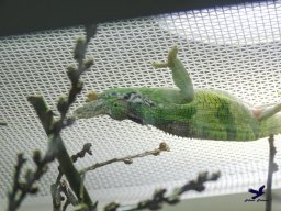 Tiergarten Schönbrunn am 15.05.2025